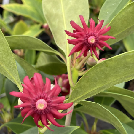 Illicium floridanum