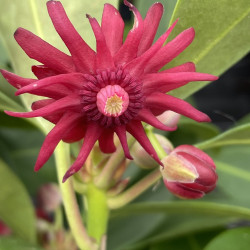 Illicium floridanum