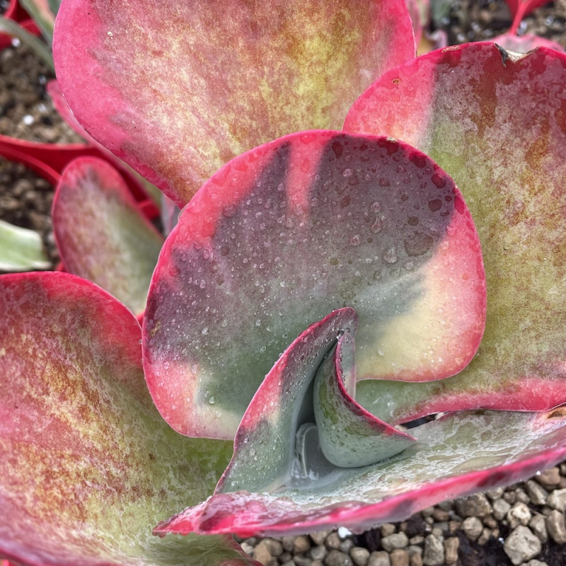 Kalanchoe thyrsiflora variegata