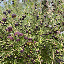 Boronia megastigma tui