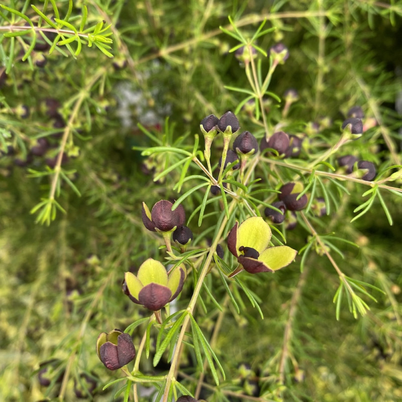 Boronia megastigma tui