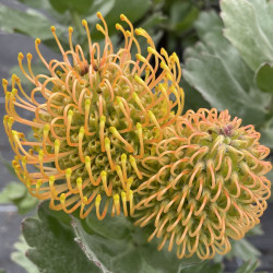 Leucospermum Carnival® coast