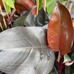 Philodendron ruby