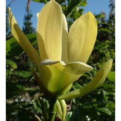 Magnolia 'hot flash'