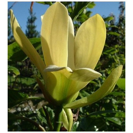 Magnolia 'hot flash'