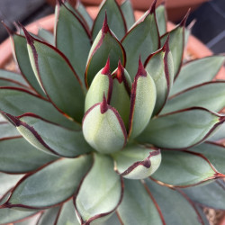 Agave burnt Burgundy