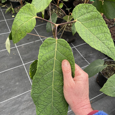 Schefflera macrophylla