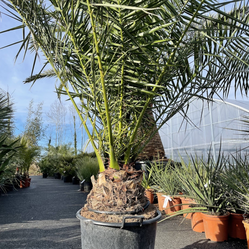 Phoenix canariensis, dattier des Canaries, palmier de Nice