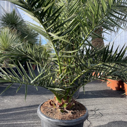 Palmier Phoenix Canariensis