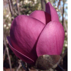 Magnolia 'sweet valentine'