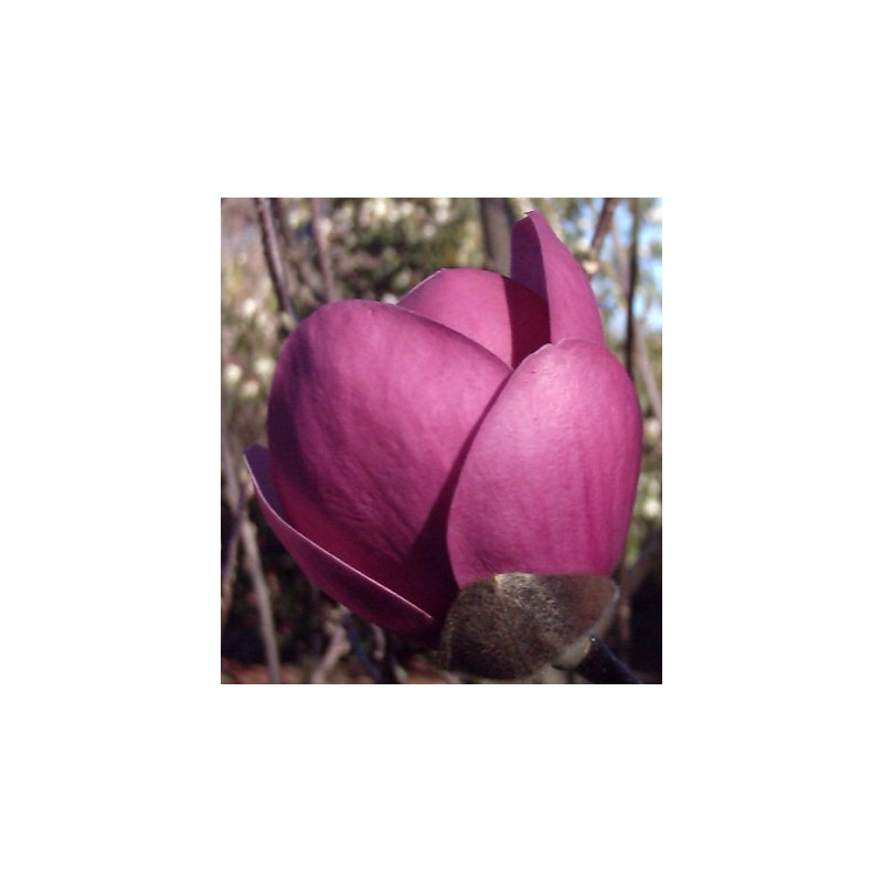 Magnolia 'sweet valentine'