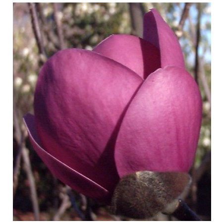 Magnolia 'sweet valentine'