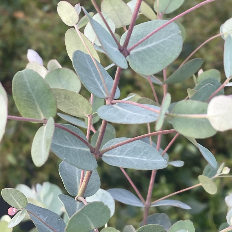 Eucalyptus archeri