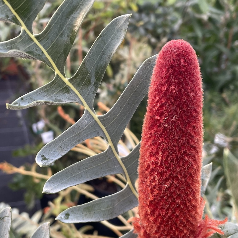 Banksia blechnifolia