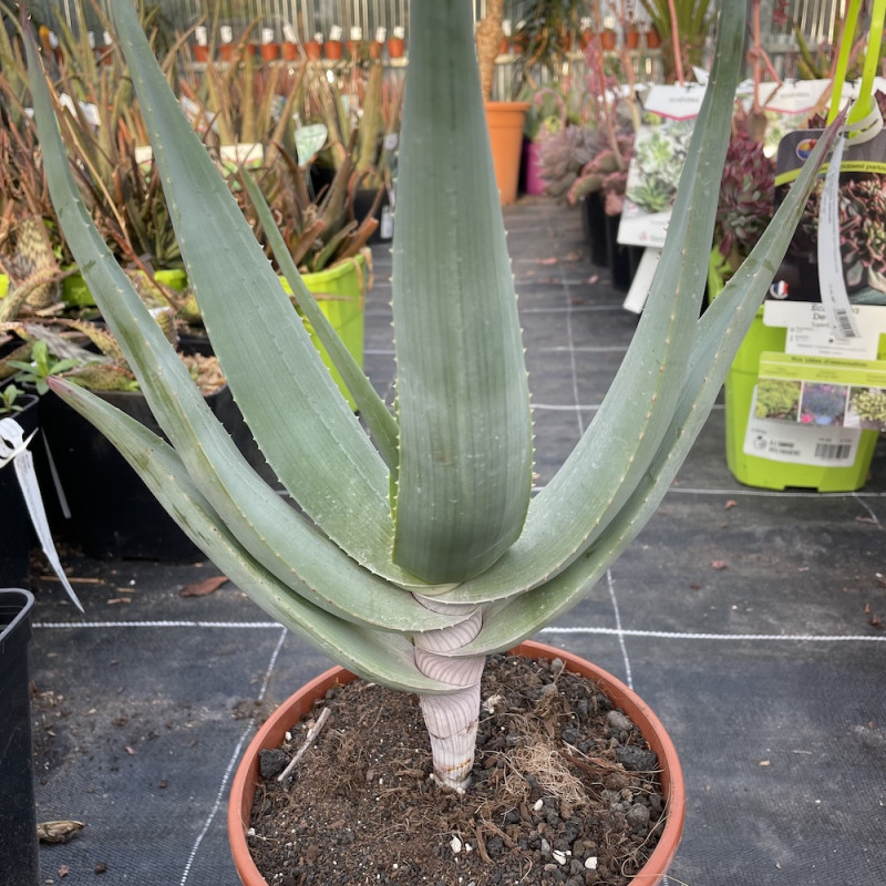 Aloe comosa