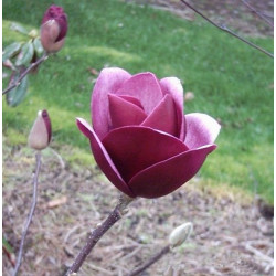 Magnolia 'sweet merlot'