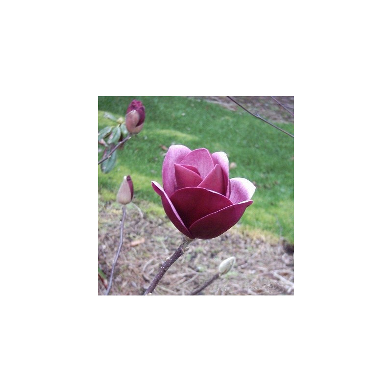 Magnolia 'sweet merlot'