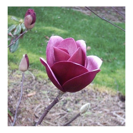 Magnolia 'sweet merlot'