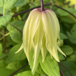 Clematis golden dream PBR