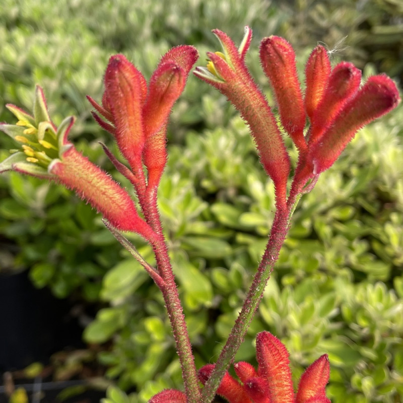 Anigozanthos bush inferno