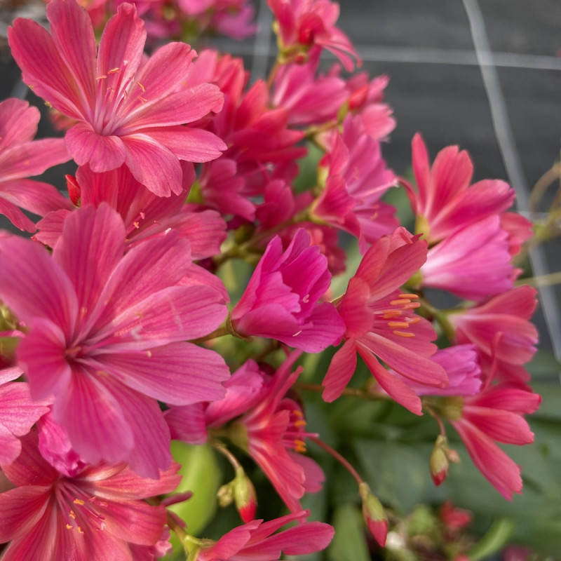 Lewisia 'Safira coral'® Lewisia 'Safira coral'®