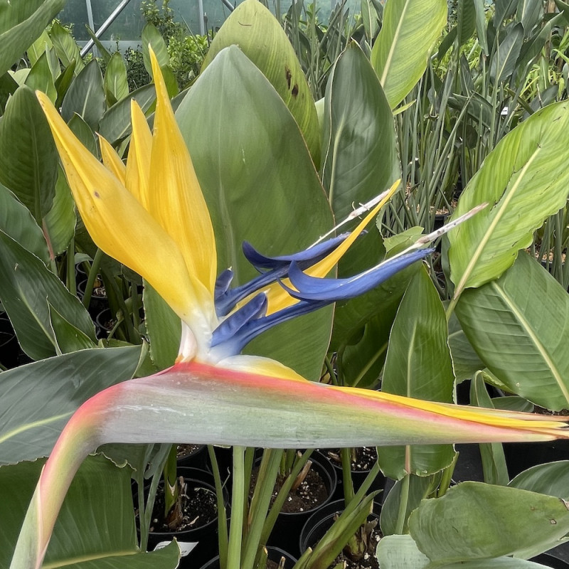 Strelitzia Mandela's gold