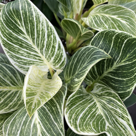 Philodendron white wave