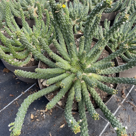 Euphorbia inermis