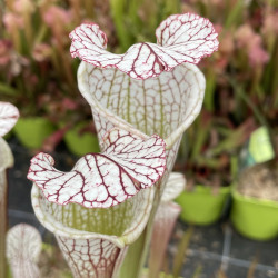 Sarracenia leucophylla forme blanche