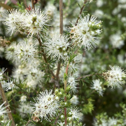 Kunzea ambigua