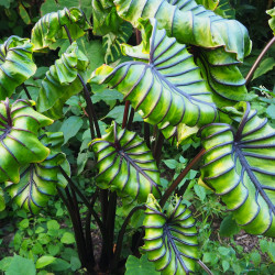 Colocasia 'COPHAMA' Pharaohs Mask®