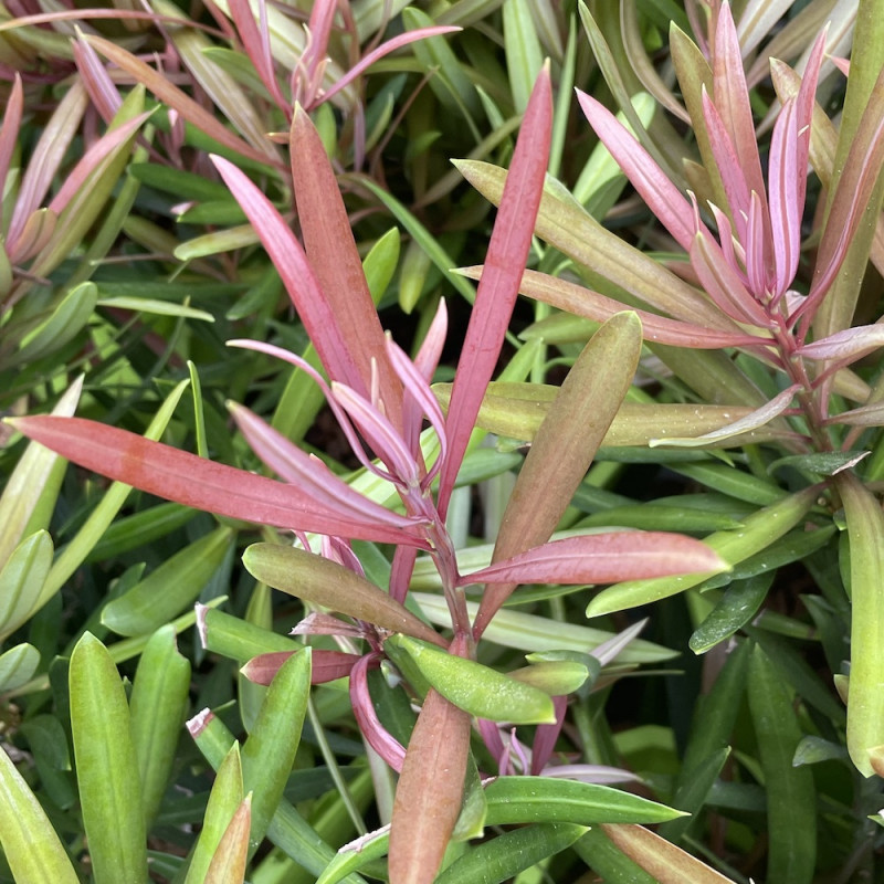 Podocarpus macrophyllus mood ring