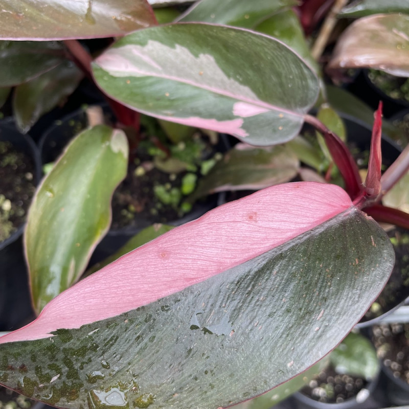 Philodendron pink princess