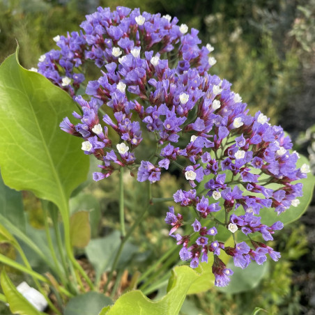 Limonium perezii