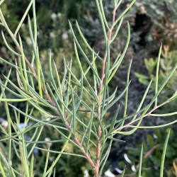 Hakea microcarpa