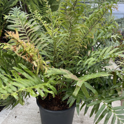 Blechnum tabulare