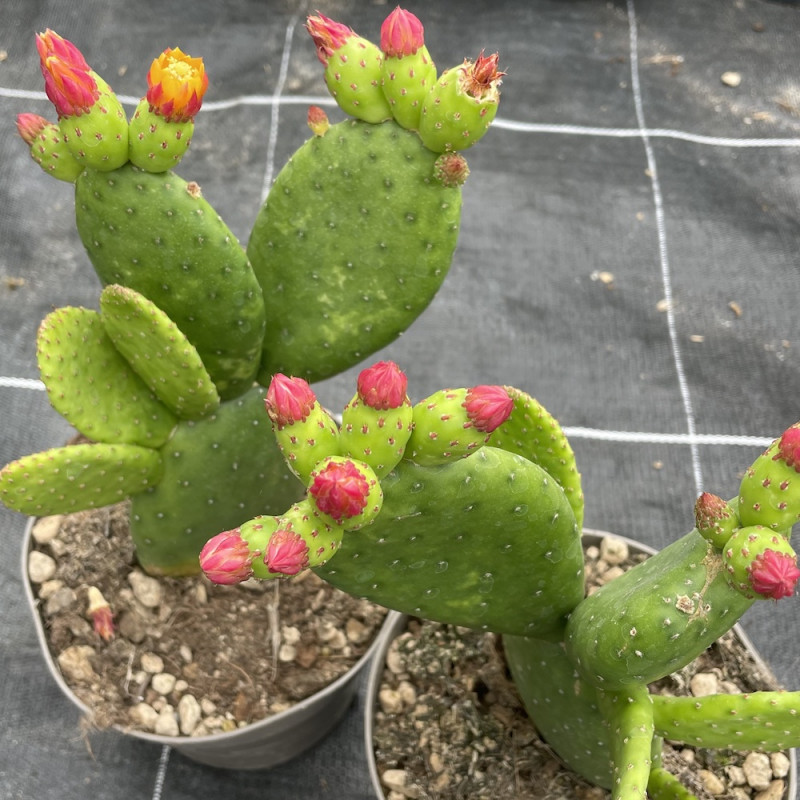 Opuntia inamoena