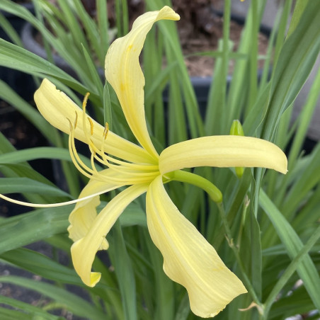 Hemerocallis citrina