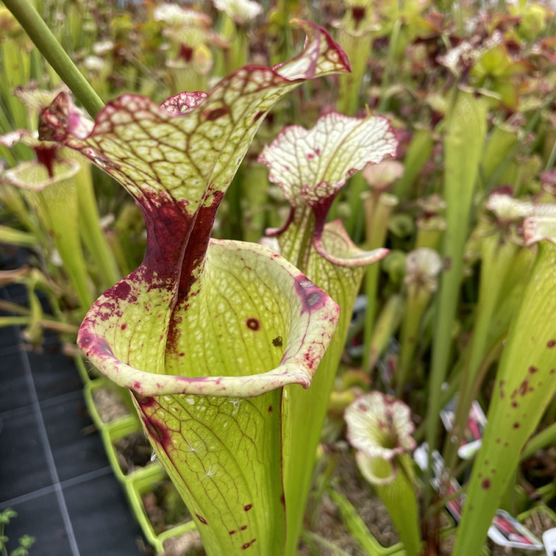 Sarracenia Leah Wilkerson