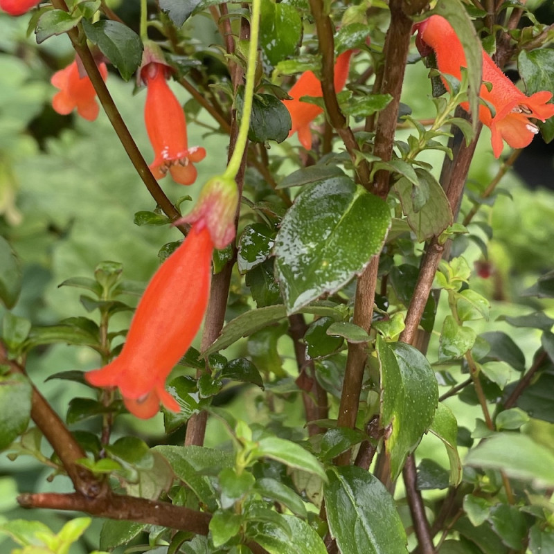 Mitraria coccinea