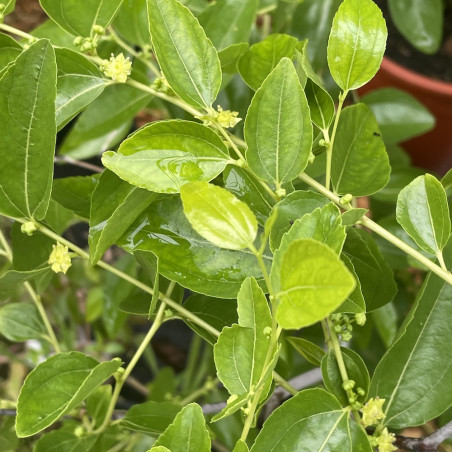 Ziziphus jujuba abundance