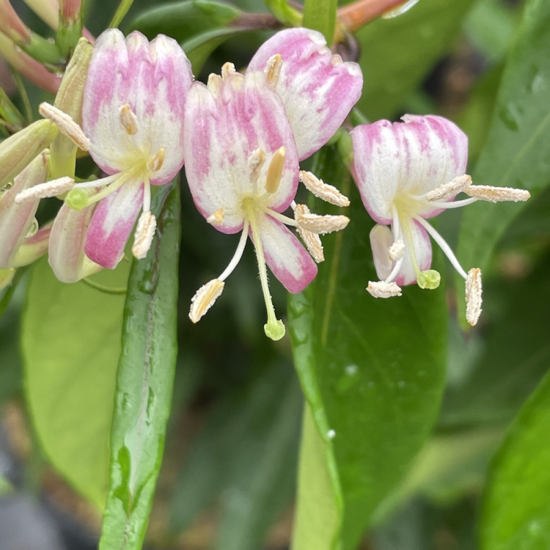 Lonicera Marinella®