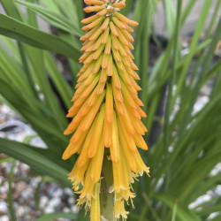 Kniphofia mango popsicle®