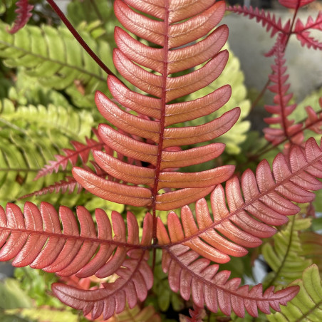 Pteris quadriaurita tricolor