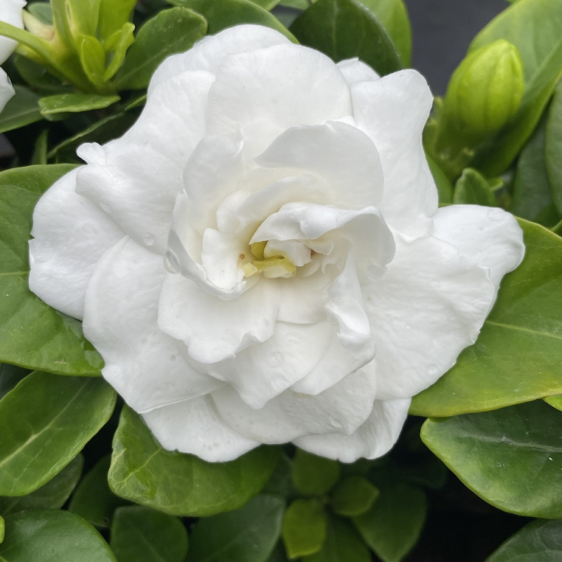 Gardenia double diamonds