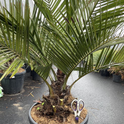 Jubaea chilensis 35 l