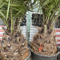 Jubaea chilensis 110 l