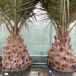 Jubaea chilensis 160 l