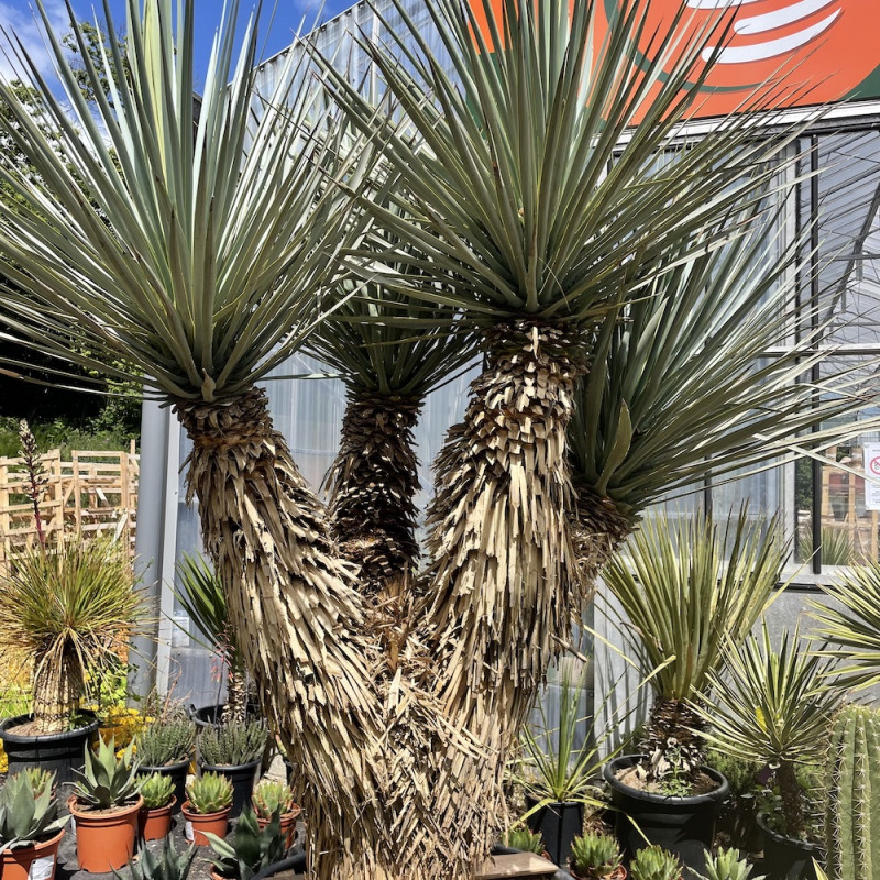 Yucca rigida