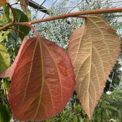 Poliothyrsis sinensis